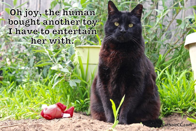 Cats and Toys (Live Ones)