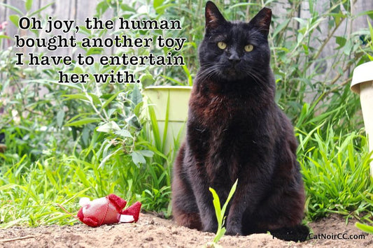 Cats and Toys (Live Ones)